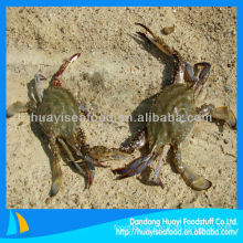 frozen crab blue swimming crab portunus